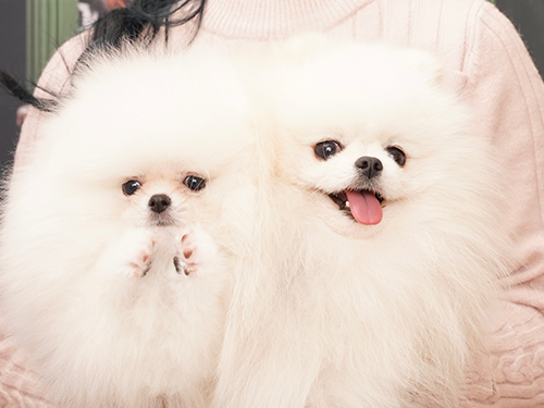 愛犬たち