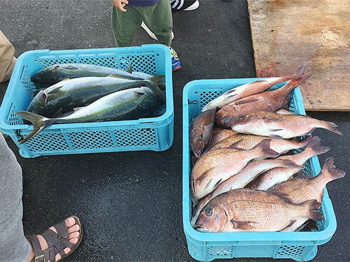 たくさん釣れました